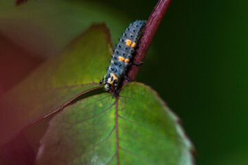 black-brown beetle larva on a leaf