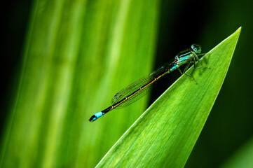 blue dragonfly sits on a green stem