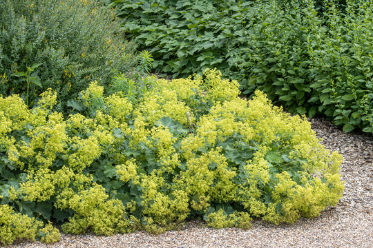 Alchemilla mollis or lady's mantle in sunny border