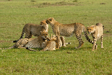 Cheetah and cubs suffocating a Thomson's gazelle, Masai Mara Game Reserve, Kenya