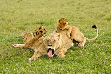 Fototapeta na wymiar Playful lion cubs surrounding yawning mother, Masai Mara Game Reserve, Kenya