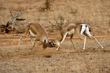 Male Grant's gazelles fighting, Samburu Game Reserve, Kenya