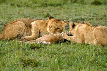 Young lions feeding on an eland calf, Masai Mara Game Reserve, Kenya