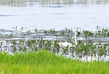 Trumpeter Swan Family