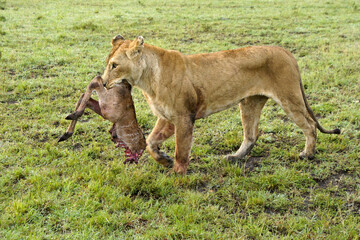 Lioness carrying carcass of eland calf, Masai Mara Game Reserve, Kenya