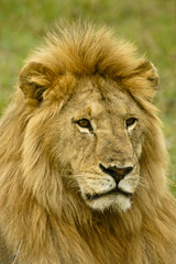 Obraz na płótnie Canvas Portrait of male lion, Masai Mara Game Reserve, Kenya