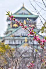 天守閣と桃