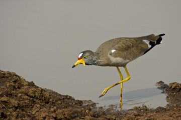 Wattled plover (lapwing) wading in puddle, Masai Mara Game Reserve, Kenya