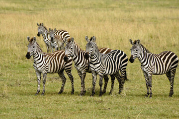 Fototapeta na wymiar Burchell's (common, plains) zebras on grassland, Masai Mara Game Reserve, Kenya