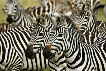 Obraz na płótnie Canvas Burchell's (common, plains) zebras, Masai Mara Game Reserve, Kenya
