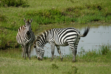 Fototapeta na wymiar Burchell's (common, plains) zebras at waterhole, Masai Mara Game Reserve, Kenya