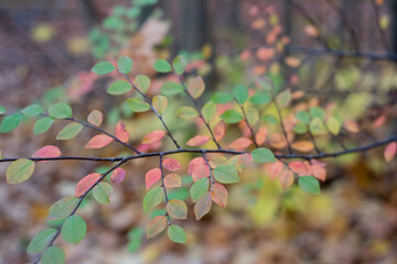 Beautiful small red and green leaves on twigs in decorative patterns
