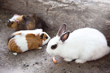 A white rabbit eats carrots in the open air next to guinea pigs. Animal feed and pets concept. The Easter bunny. Preparing for Easter. Breeding farm animals and the concept of pets. Touching zoo.