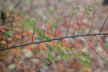 Beautiful small red and green leaves on twigs in decorative patterns