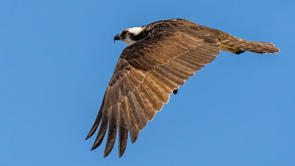 Obraz na płótnie Canvas Osprey in flight