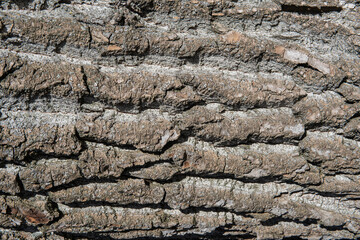 Old Wood Tree Texture Background Pattern