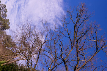 Sky and trees in Croatia