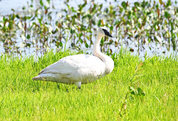 Trumpeter Swan in Grass