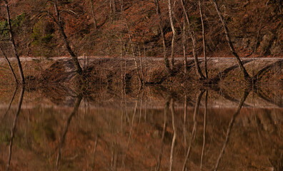 Reflections of trees in a lake in Croatia