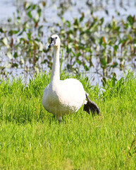Trumpeter Swan on One Foot