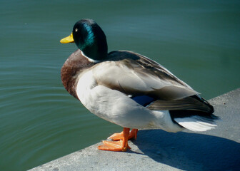 Wild duc on the shore of the river