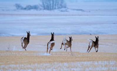 Fototapeta na wymiar Deer in Prairies