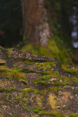 Green moss in a forest in northern Croatia