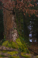 Obraz premium Green moss in a forest in northern Croatia