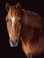 Horse portrait on black background, brown and white Lusitano.