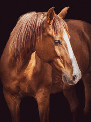 Horse portrait on black background, brown and white Lusitano.
