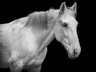Horse portrait on black background, white Lusitano.