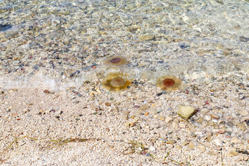 Brown jellyfish in the sea
