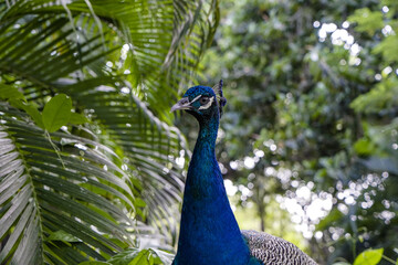 Obraz premium portrait of a peacock in garden in colombia.