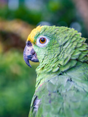 green and yellow macaw/ parrot in colombia.