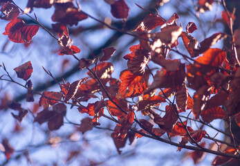 Sky, leaves and trees in Croatia