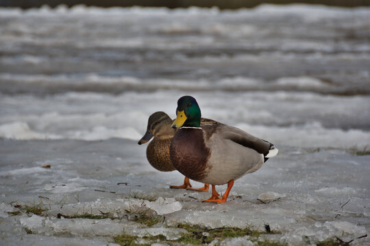 Close-up of a colorful male duck with a green head and brown breast, while a female duck and a frozen pond are visible from behind.