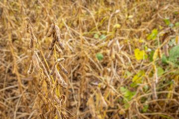 Close de grãos de soja 