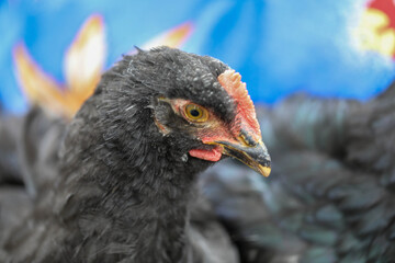  Free range chicken pecking on an organic farm happy chilling in the dirt. Image shows chicken searching food .