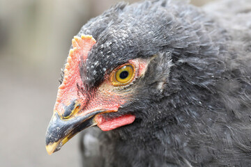 Free range chicken pecking on an organic farm happy chilling in the dirt. Image shows chicken searching food .