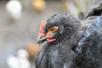  Free range chicken pecking on an organic farm happy chilling in the dirt. Image shows chicken searching food .