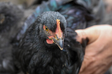  Free range chicken pecking on an organic farm happy chilling in the dirt. Image shows chicken searching food .