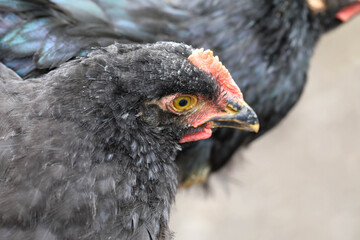  Free range chicken pecking on an organic farm happy chilling in the dirt. Image shows chicken searching food .