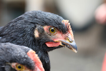  Free range chicken pecking on an organic farm happy chilling in the dirt. Image shows chicken searching food .