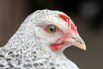 Free range chicken pecking on an organic farm happy chilling in the dirt. Image shows chicken searching food .