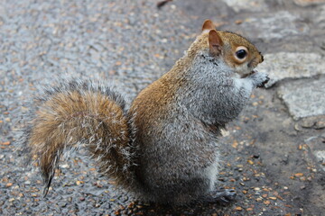 Squirrel on urban society. 