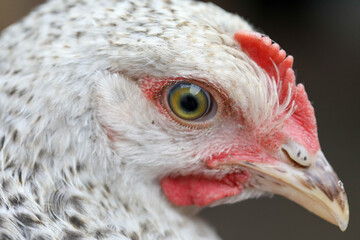  Free range chicken pecking on an organic farm happy chilling in the dirt. Image shows chicken searching food .