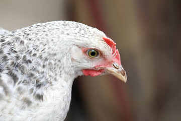  Free range chicken pecking on an organic farm happy chilling in the dirt. Image shows chicken searching food .