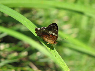 Butterfly on green leaf