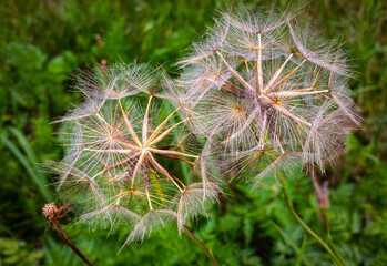 dandelion seed head