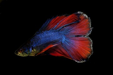 Rainbow colored Siamese fighting fish, Betta splendens, with a black background.